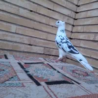 کفتر ابلغ مفلق|پرنده|اصفهان, کوی امیریه|دیوار