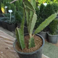 دراگون فروت. میوه اژدها. نهال قهوه. بلوبری|گل و گیاه طبیعی|شیراز, فرگاز|دیوار