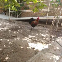 خروس ومرغ محلی