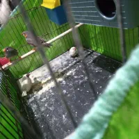 فنچ زیبا ۳جفت یک جفت تخم گذار آماده|پرنده|اندیشه, اندیشه فاز ۱|دیوار