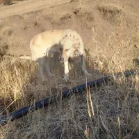 سگ گله ۳ ساله سالم سرحال فقط ۵ ملیون تومان|حیوانات مزرعه|نظر کهریزی, |دیوار