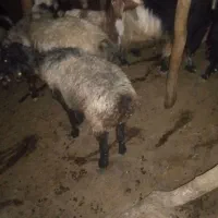 میش سر حال زیر قیمت|حیوانات مزرعه|لوداب, |دیوار