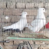 کفتر نر دم سیاه