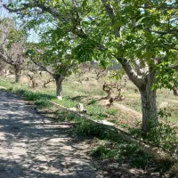 باغچه / اقساطی /سند تک برگ/ ۱۸۰ متر،انشعاب قانونی