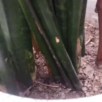 گلدان گل سانسووریا