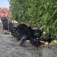 بوقلمون محلی درشت
