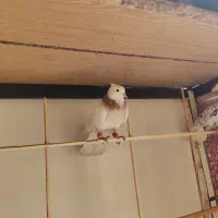 طوقی و سیدی|پرنده|فولادشهر, مسکن مهر فولادشهر|دیوار