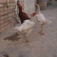 خروس و مرغ لاری
