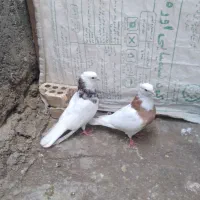 کبوتر طوقی|پرنده|شوش, |دیوار