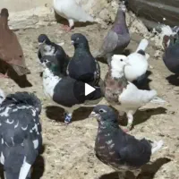 کبوتر یا کفتر
