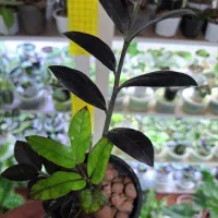 گل گلکسیونی خاص|گل و گیاه طبیعی|تبریز, |دیوار