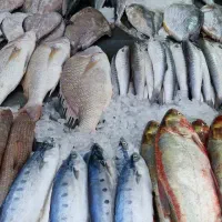انواع ماهی‌های تازه و لذیذ پروتئین اقیانوس|خوردنی و آشامیدنی|قم, وادی السلام|دیوار