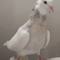 پرنده کبوتراصیل