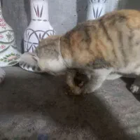 گربه پیدا شده