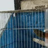 قناری ماده آماده