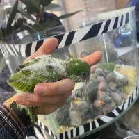 جوجه سرلاکی و نرم خور راهب (تک و تعداد)ملنگو کاسکو|پرنده|تهران, جیحون|دیوار