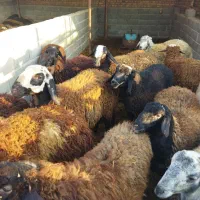 بره نر چاق در وزن های مختلف (میش.بز.شیشک)