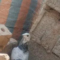 ماده بزک|پرنده|مرودشت, ژیان|دیوار