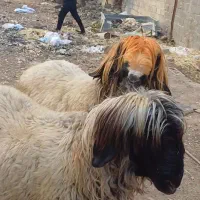 فروش دو راس کاوه بختیاری اصل|حیوانات مزرعه|شیراز, کوشک میدان|دیوار