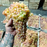 انگور سر دشت|خوردنی و آشامیدنی|تهران, میدان میوه و تره‌بار مرکزی|دیوار