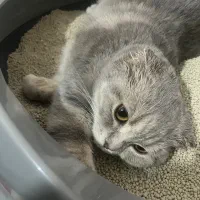 گربه اسکاتیش بلو|گربه|شیراز, فرگاز|دیوار