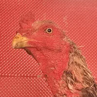 مرغ و خروس افغان،لاری