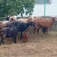 فروش گوسفند|حیوانات مزرعه|خرمآباد (تنکابن), |دیوار