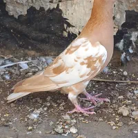 کارل پلاکی ماده|پرنده|وحدتیه, |دیوار