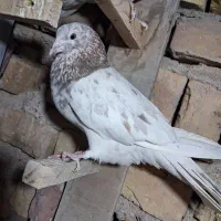 کفتر|پرنده|سیرجان, |دیوار