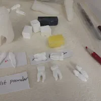 آموزش مورفولوژی دندان به دانشجویان