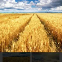 گندم بذر درجه یک فوری