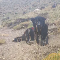 دوتا توله ۱۴ ماهه فروشی قیمت توافقی