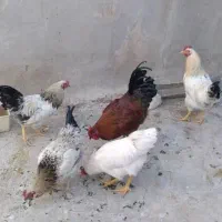 خروس|پرنده|گلپایگان, |دیوار