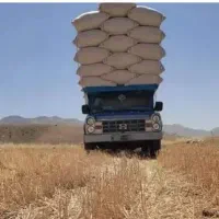 کاه  گندم .دم امسال نک