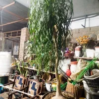 گل لیندا