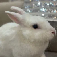 خرگوش خونگی