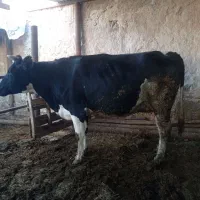 گاو ابستن صنعتی درجه یک