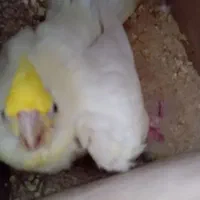 دو جفت عروس هلندی رویجوجه و روی تخم