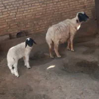 گوسفند