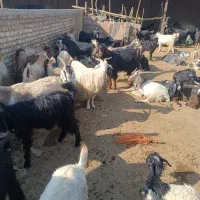 بز ترکی داشتی|حیوانات مزرعه|شیراز, کیان آباد|دیوار