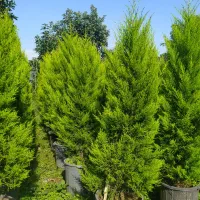 نهال آووکادو و کاج لاوسون|گل و گیاه طبیعی|واجارگاه, |دیوار