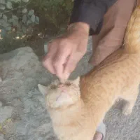 گربه|گربه|اصفهان, احمدآباد|دیوار