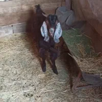 دو عدد بزغاله نر و ماده