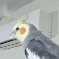گمشده