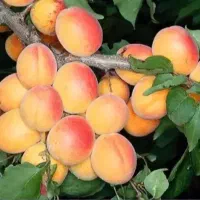 فروش ارقام هلو شلیل زردآلو آلوچه گیلاس گردو صنوبر|خدمات باغبانی و درختکاری|گنبد کاووس, |دیوار