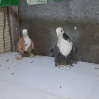 نرو ماده کربلایی نسل هفترنگ