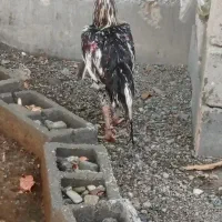 خروس