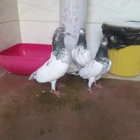 کبوتر خارجی پرشی غریب