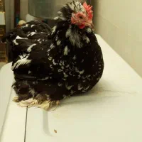 مرغ و خروس تخم گذار