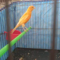 قناری دو عدد مست مست